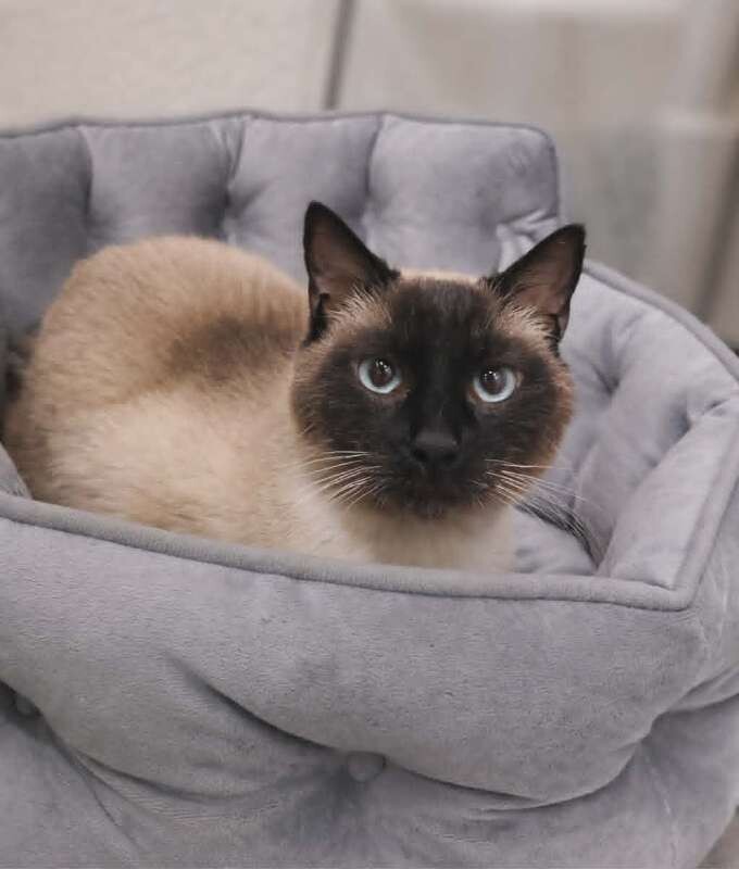 Picture of the Animal Listed